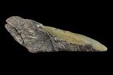 Partial Fossil Megalodon Tooth #88638-1